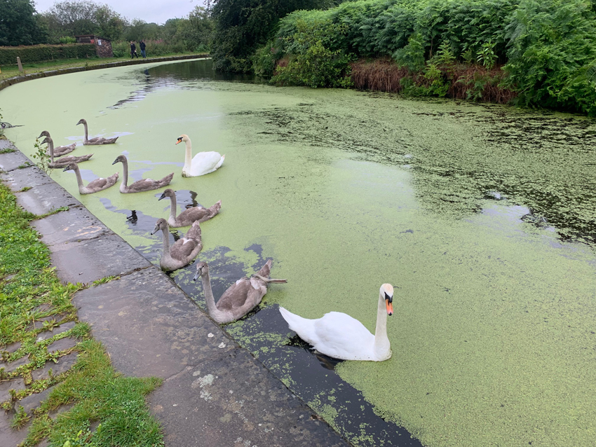 Swans at Nob End